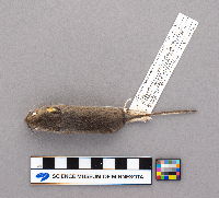 Peromyscus maniculatus image