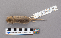 Peromyscus maniculatus image