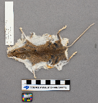 Peromyscus leucopus image