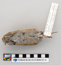 Microtus pennsylvanicus image