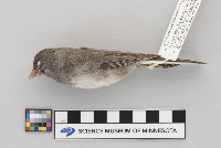 Junco hyemalis image