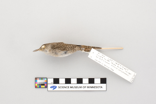 Troglodytes image