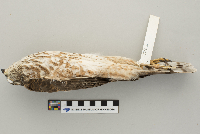 Accipiter striatus image