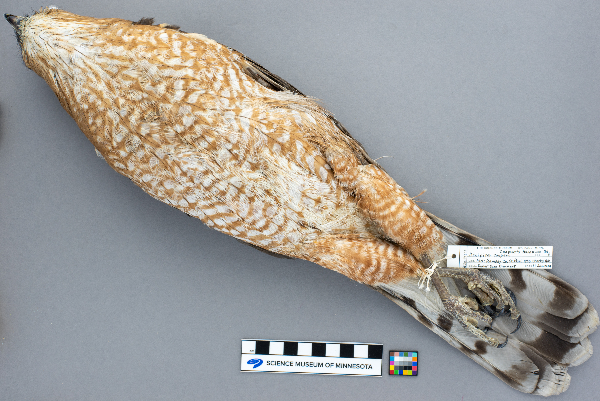 Accipiter cooperii image