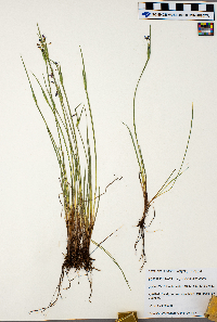 Sisyrinchium montanum image