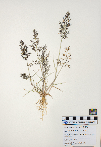 Eragrostis cilianensis image