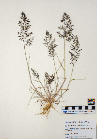 Eragrostis cilianensis image