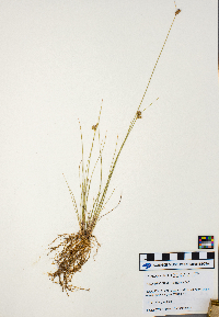 Juncus dudleyi image