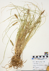 Carex vulpinoidea image