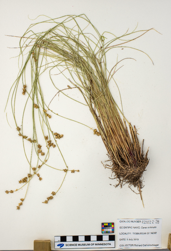 Carex echinata image