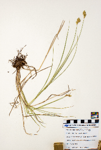 Carex scoparia image