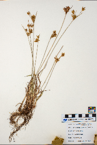 Cyperus schweinitzii image