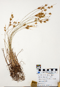 Cyperus schweinitzii image