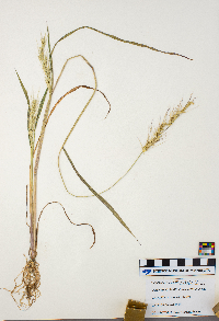 Echinochloa muricata image