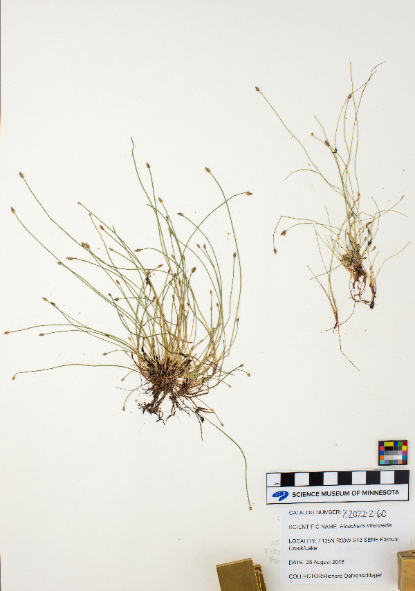 Eleocharis intermedia image