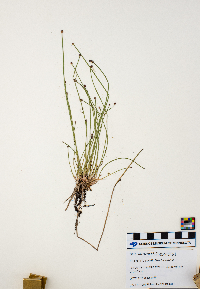 Eleocharis ovata image