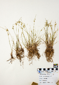 Juncus tenuis image