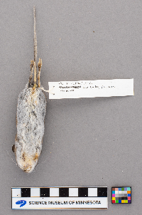 Peromyscus leucopus image