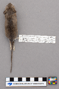 Peromyscus leucopus image