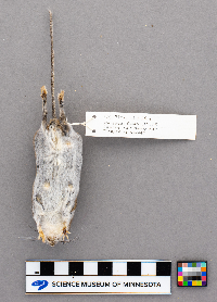 Peromyscus leucopus image