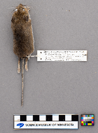 Peromyscus leucopus image