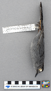 Dumetella carolinensis image