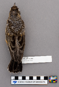 Turdus migratorius image