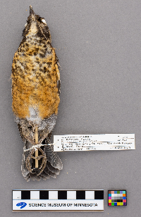 Turdus migratorius image