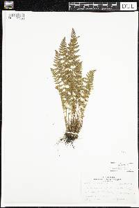 Woodsia ilvensis image