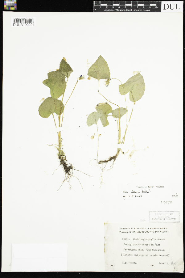 Violaceae image