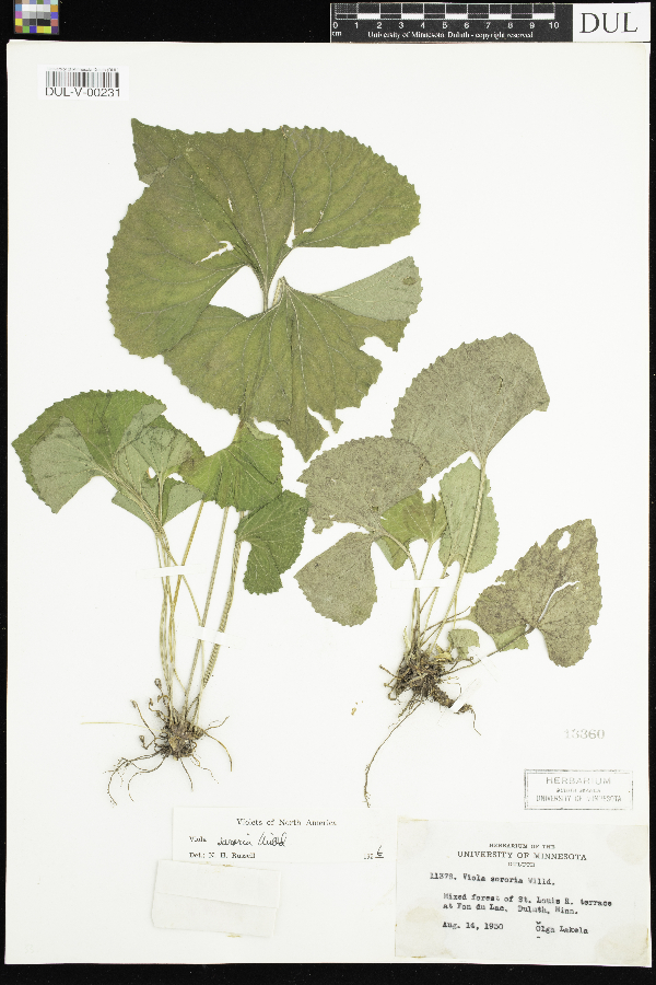 Viola sororia image