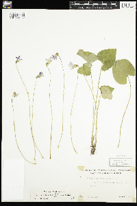 Viola x bissellii image