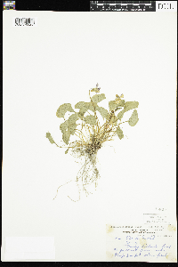 Image of Viola langsdorffii