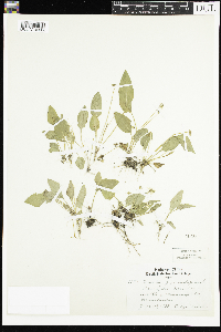 thumbnail image of current specimen