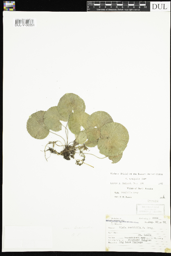 Viola renifolia image