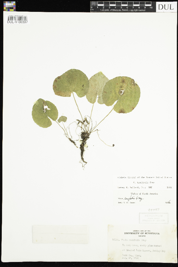 Viola renifolia image