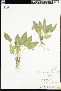 Image of Viola fimbriatula