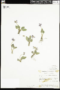 Viola fimbriatula image