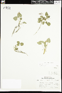 Viola selkirkii image