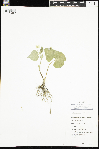 Viola eriocarpa image