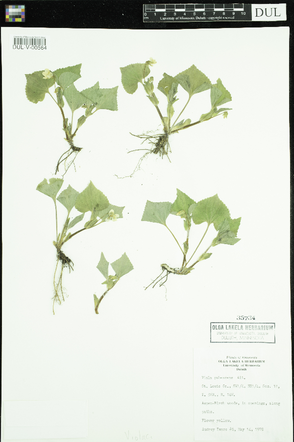 Viola pubescens image