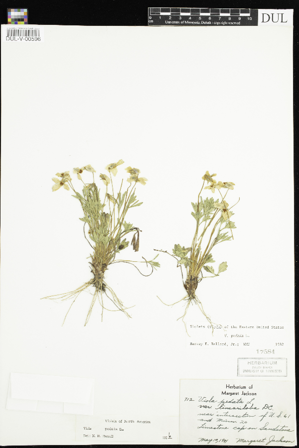 Viola pedata subsp. pedata image