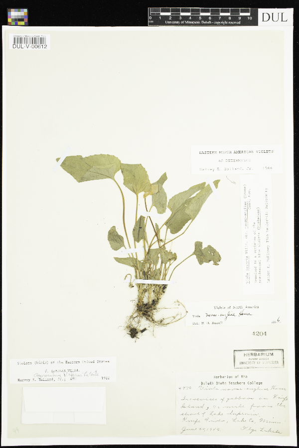 Viola novae-angliae image