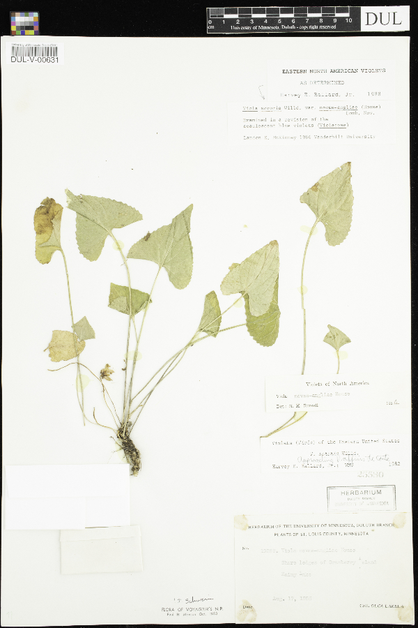 Galactia volubilis image