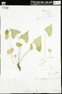 Image of Galactia volubilis