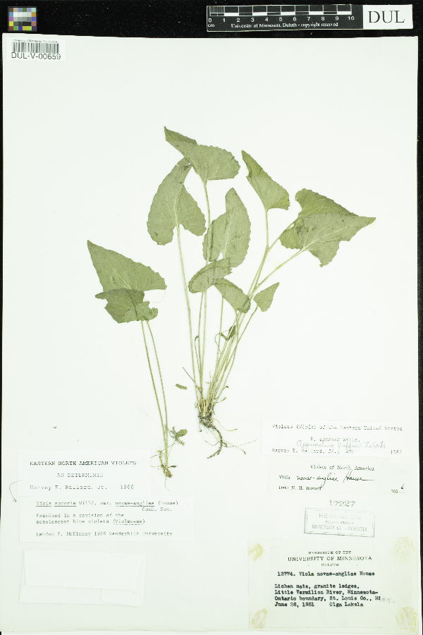 Viola novae-angliae image