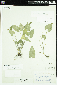 Viola novae-angliae image