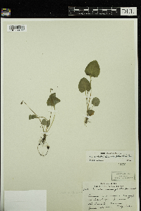 Viola minuscula image
