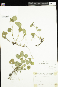 Viola labradorica image