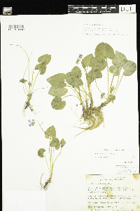 Viola cucullata image